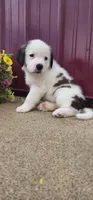 Gio, a female Saint Bernard for sale in Washington Court House, OH – 2 of 3