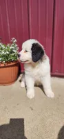 Ember, a female Saint Bernard for sale in Washington Court House, OH – 2 of 3