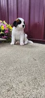 Sky, a female Saint Bernard for sale in Washington Court House, OH – 2 of 3