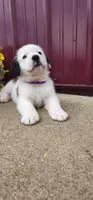 Gio, a female Saint Bernard for sale in Washington Court House, OH – 1 of 3