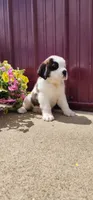 Nova, a female Saint Bernard for sale in Washington Court House, OH – 1 of 3