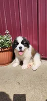 Atlas, a male Saint Bernard for sale in Washington Court House, OH – 3 of 3