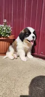 Atlas, a male Saint Bernard for sale in Washington Court House, OH – 2 of 3