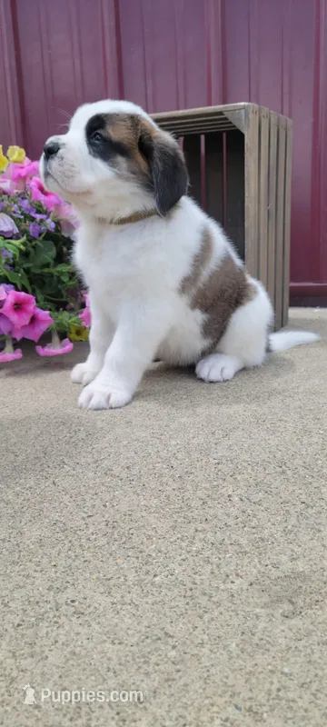 Willow – Saint Bernard puppy for sale in Washington Court House, OH