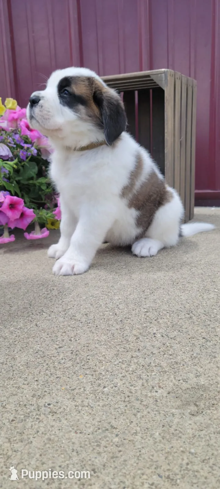 Willow, a female Saint Bernard for sale in Washington Court House, OH – 1 of 3