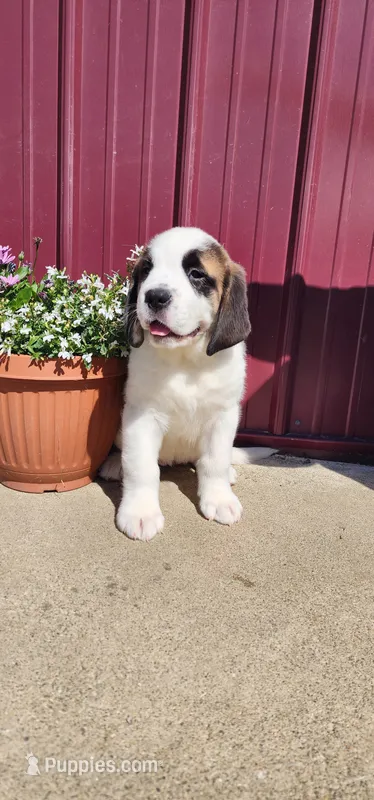 Willow – Saint Bernard puppy for sale in Washington Court House, OH