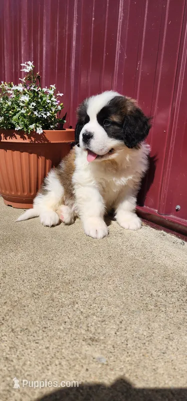 Atlas – Saint Bernard puppy for sale in Washington Court House, OH