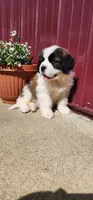 Atlas, a male Saint Bernard for sale in Washington Court House, OH – 1 of 3