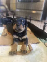 Rottweiler Puppies, a male Rottweiler for sale in Milwaukee, WI – 2 of 9