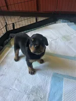 Rottweiler Puppies, a male Rottweiler for sale in Milwaukee, WI – 3 of 9