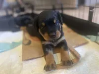Rottweiler Puppies, a male Rottweiler for sale in Milwaukee, WI – 4 of 9