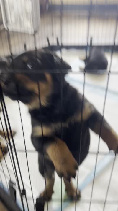 Rottweiler Puppies, a male Rottweiler for sale in Milwaukee, WI – 5 of 9