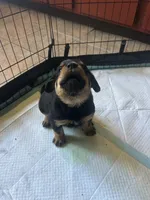 Rottweiler Puppies, a male Rottweiler for sale in Milwaukee, WI – 9 of 9