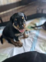 Rottweiler Puppies, a male Rottweiler for sale in Milwaukee, WI – 7 of 9