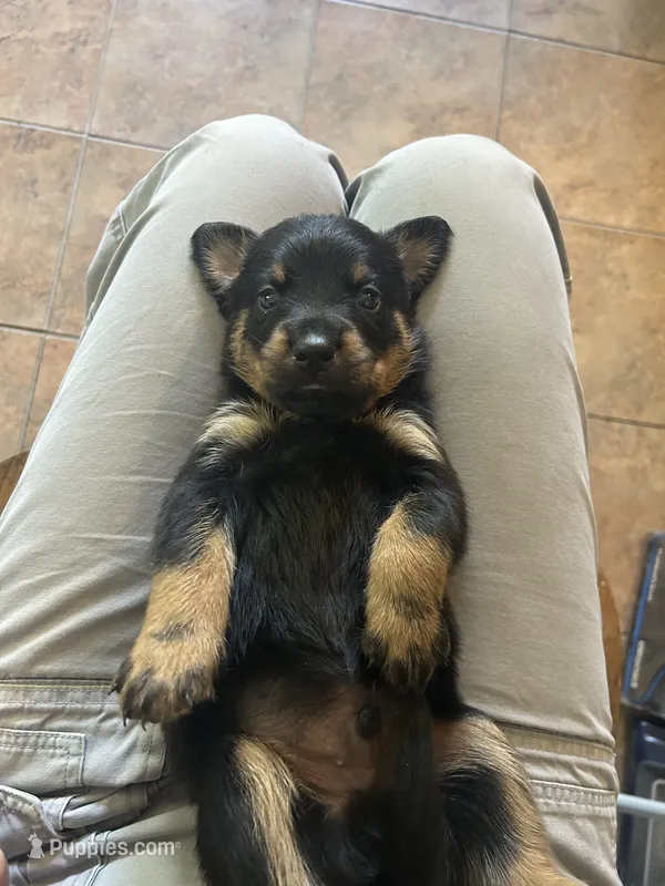 Rottweiler Puppies – Rottweiler puppy for sale in Milwaukee, WI