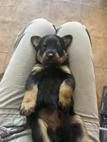 Rottweiler Puppies, a male Rottweiler for sale in Milwaukee, WI – 1 of 9