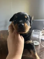 Rottweiler Puppies, a male Rottweiler for sale in Milwaukee, WI – 8 of 9