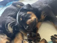 Rottweiler Puppies, a male Rottweiler for sale in Milwaukee, WI – 6 of 9