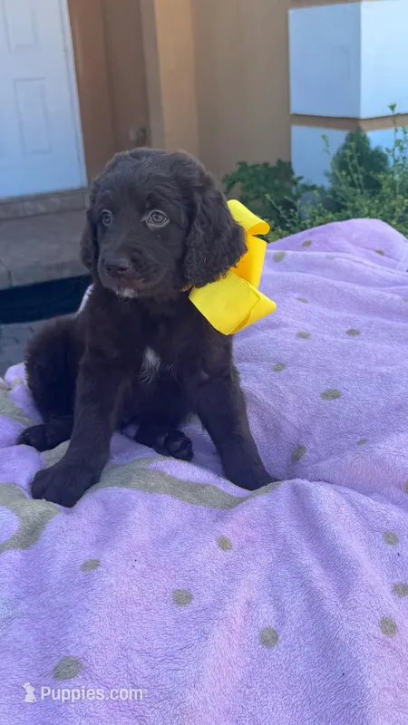 Chocolate, a male Goldendoodle for sale in Cutler Bay, FL – Photo 1 of 1