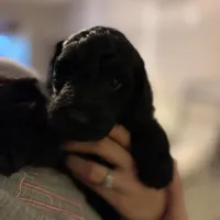 Flash , a female Goldendoodle for sale in Wendell, NC – Photo 1 of 4
