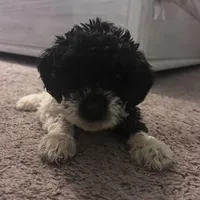 Flash , a female Goldendoodle for sale in Wendell, NC – Photo 3 of 4