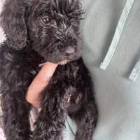 Flash , a female Goldendoodle for sale in Wendell, NC – Photo 4 of 4