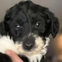 Flash , a female Goldendoodle for sale in Wendell, NC – Photo 2 of 4