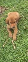 Yellow, a female Golden Retriever for sale in Seward, NE – 2 of 2