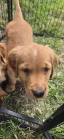 Orange male, a male Golden Retriever for sale in Seward, NE – 1 of 2