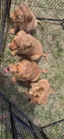 Orange male, a male Golden Retriever for sale in Seward, NE – 2 of 2