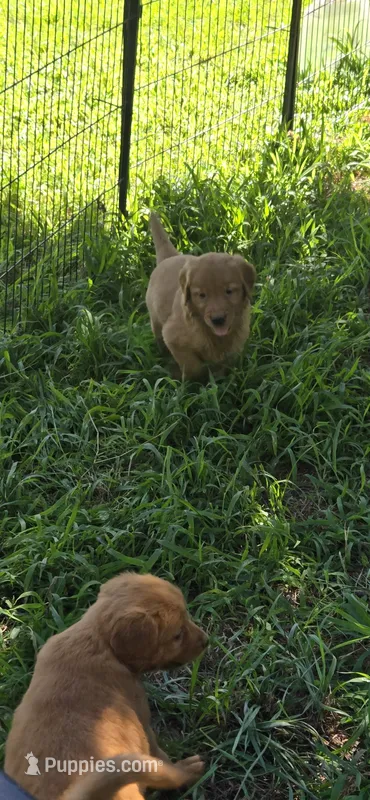 Maroon – Golden Retriever puppy for sale in Seward, NE