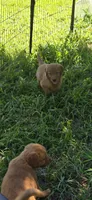 Maroon, a female Golden Retriever for sale in Seward, NE – 1 of 1