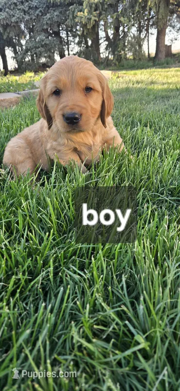 Black – Golden Retriever puppy for sale in Seward, NE