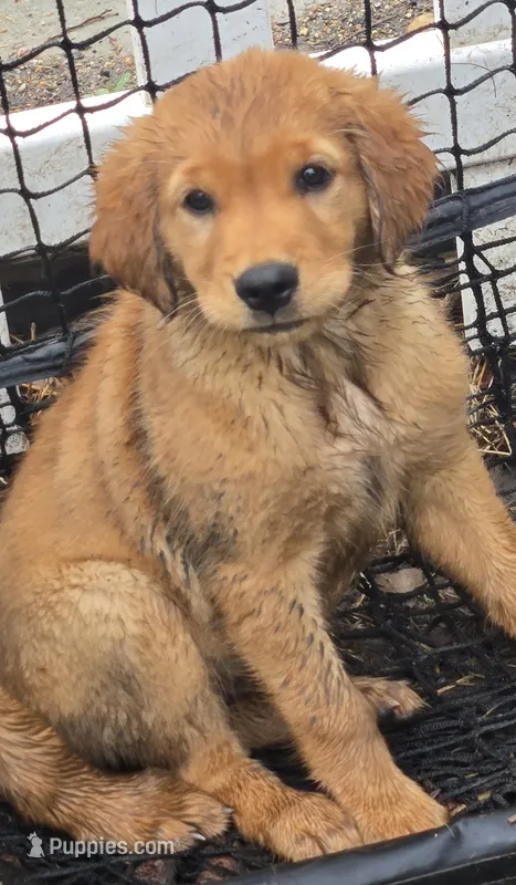 Yellow – Golden Retriever puppy for sale in Seward, NE
