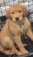 Yellow, a female Golden Retriever for sale in Seward, NE – 1 of 2