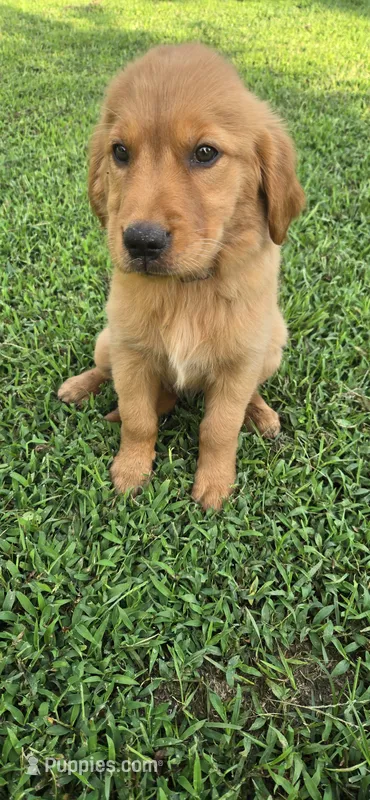 Blue – Golden Retriever puppy for sale in Seward, NE