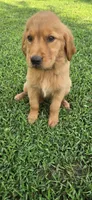 Blue, a male Golden Retriever for sale in Seward, NE – 1 of 1