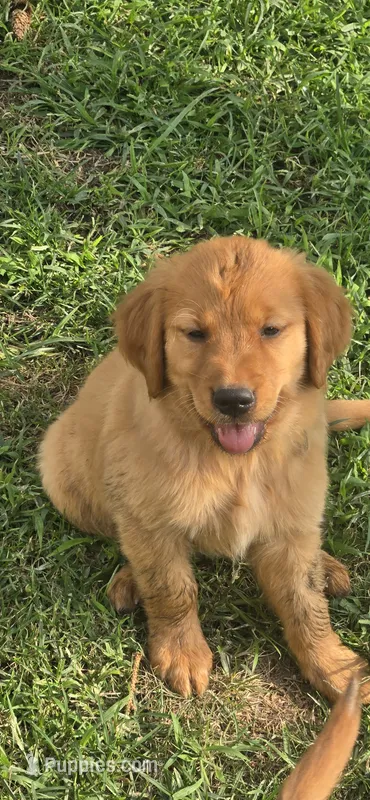 Maroon – Golden Retriever puppy for sale in Seward, NE