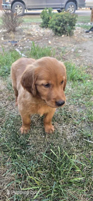 Silver – Golden Retriever puppy for sale in Seward, NE