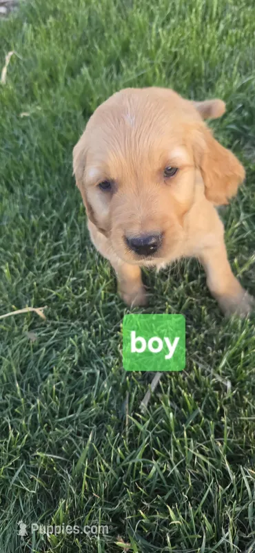 Lime green – Golden Retriever puppy for sale in Seward, NE