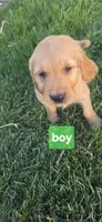 Lime green, a male Golden Retriever for sale in Seward, NE – Photo 1 of 3