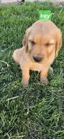 Lime green, a male Golden Retriever for sale in Seward, NE – Photo 3 of 3
