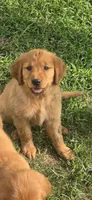 Red, a female Golden Retriever for sale in Seward, NE – 2 of 2