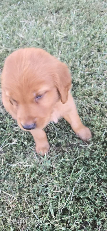 Yellow – Golden Retriever puppy for sale in Seward, NE