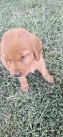 Yellow, a female Golden Retriever for sale in Seward, NE – 1 of 1