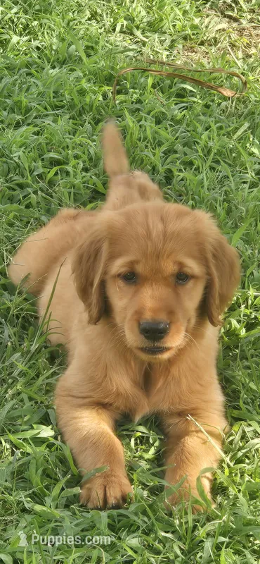 Silver – Golden Retriever puppy for sale in Seward, NE