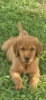 Red, a female Golden Retriever for sale in Seward, NE – 1 of 2