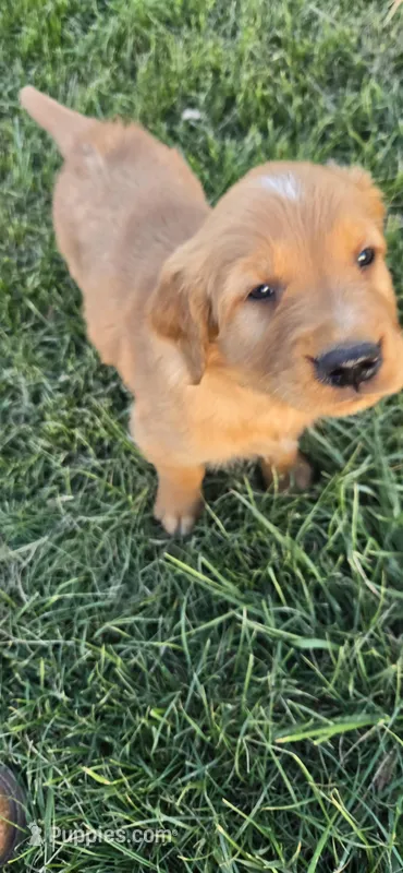 Orange  – Golden Retriever puppy for sale in Seward, NE