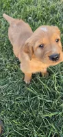 Orange , a male Golden Retriever for sale in Seward, NE – Photo 1 of 4