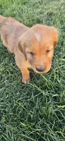 Orange , a male Golden Retriever for sale in Seward, NE – Photo 3 of 4